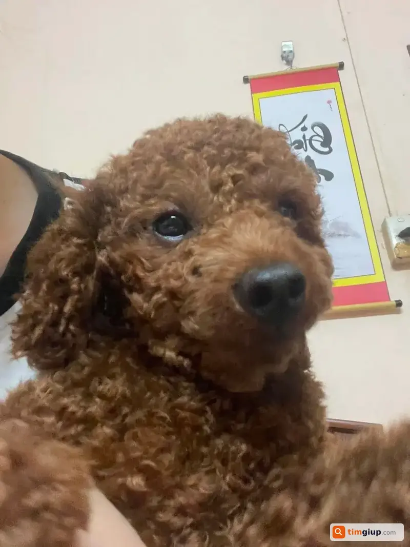 Tìm Chó Poodle Đực Tên Tun Thất Lạc Tại Chợ Khương Thượng
