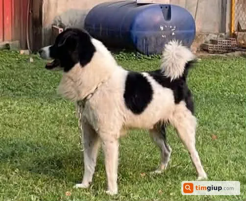 Tìm chó cỏ tên Hopie (Pi) thất lạc tại Thủ Đức, TP. Hồ Chí Minh