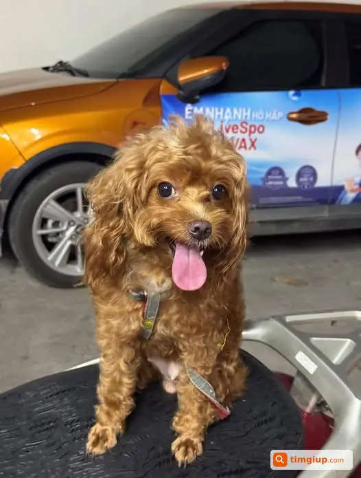 Chó Poodle 5 Tuổi Thất Lạc Tại Đình Ấm, Khai Quang, Vĩnh Phúc