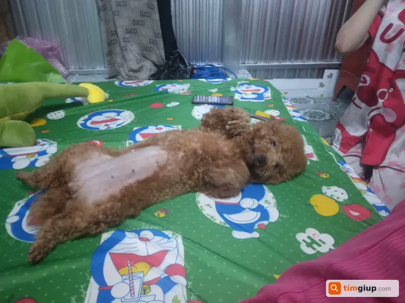 Tìm chó Poodle cái tên Bắp Cải lạc tại Thới Long, Cần Thơ