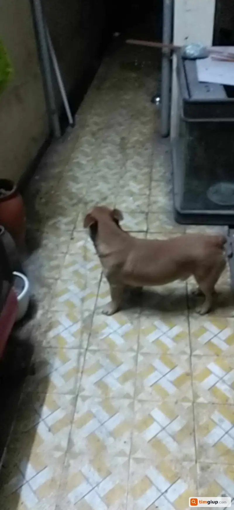 Tìm chó lai Samoyed tên Sam bị lạc tại Long Biên, Hà Nội