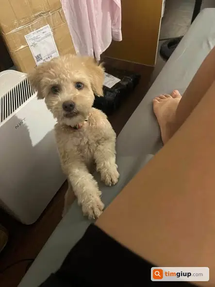 Tìm chó Poodle lạc tại 169 Quang Trung, Hà Đông khẩn cấp