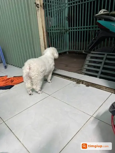 Chó Poodle Trắng Củ Cải Thất Lạc Tại Bình Tân, Tp.hcm