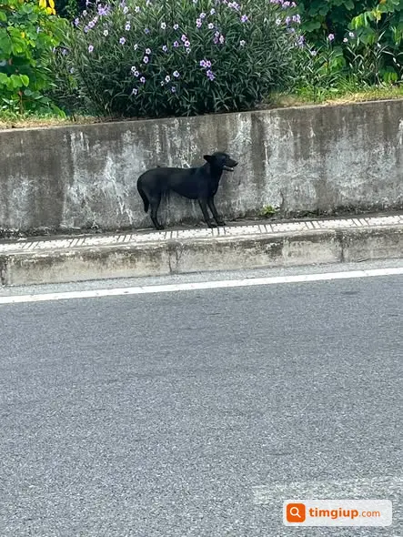Chó Đen Cái Đi Lạc Từ Đông Trù Về Ngọc Thụy, Long Biên