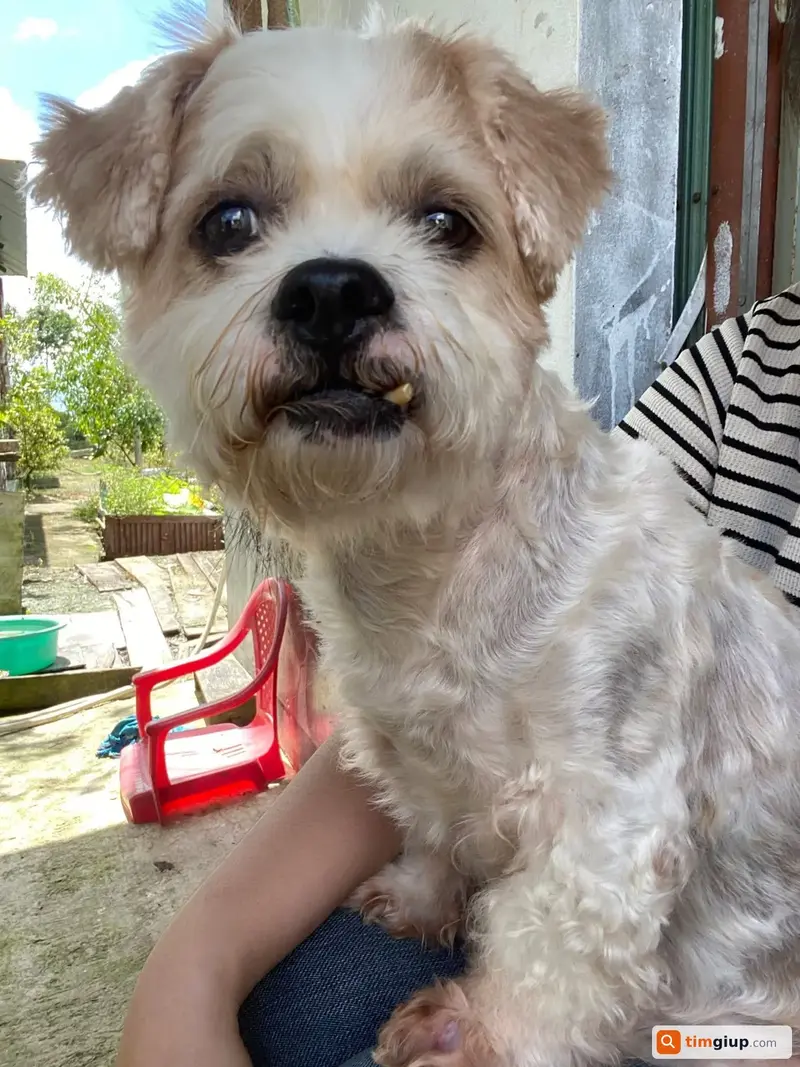 Tìm chó Poodle tên Bông bị lạc tại Ninh Quới, Bạc Liêu