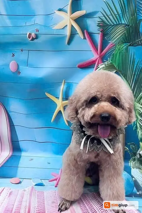 Tìm chó Poodle nâu socola tên Tun lạc tại Cầu Giấy, Hà Nội