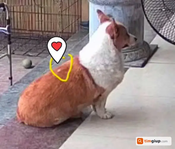 Tìm Chó Corgi Tên Khoai Thất Lạc Tại Thường Tín, Hà Nội