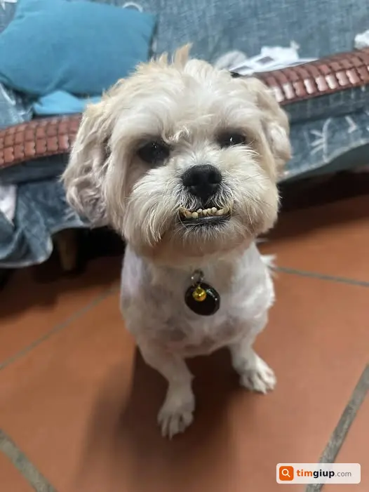 Tìm chó Nhật Lai đực lạc tại khu hồ Đền Lừ, Hoàng Mai