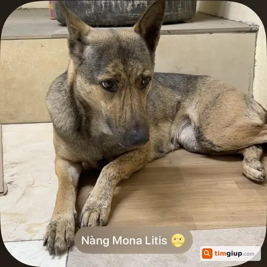 Tìm chó Beggie lai Phú Quốc tên Tí lạc ở Bát Tràng
