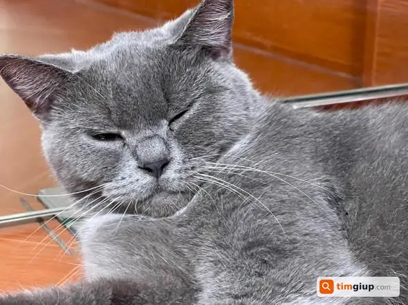 Tìm Mèo Bon Thất Lạc Tay Trái Bị Vẹo, Mong Được Giúp Tìm