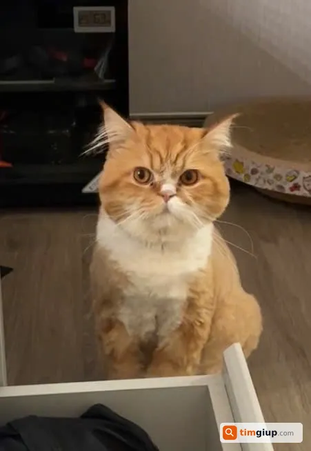 Tìm mèo Anh lông dài tên Bim lạc tại đường Hoàng Quốc Việt, Hà Nội