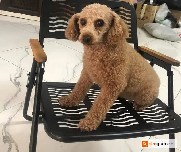 Tìm Chó Thất Lạc Giống Như Ảnh Tại Vườn Cam, Phú Đô, Hà Nội