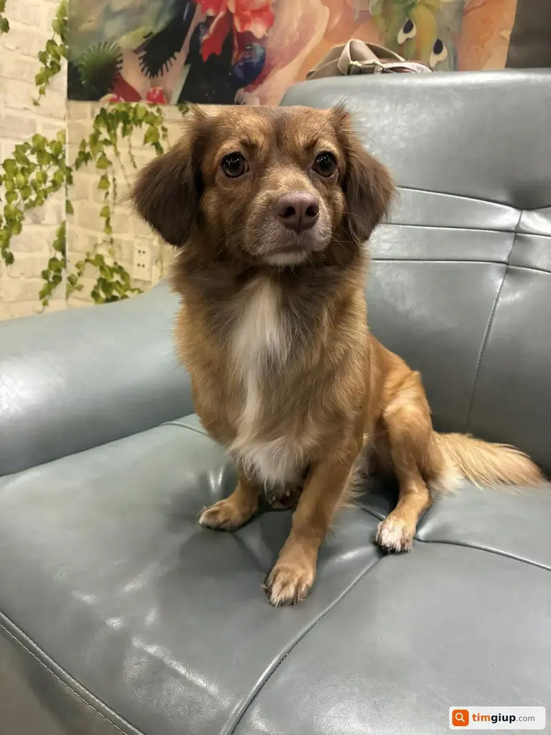 Tìm chó chăn cừu Úc tên Bo bị lạc tại Quận 2, TP.HCM