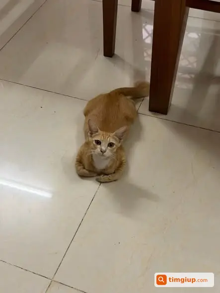 Tìm Người Yêu Thương Nhận Nuôi Mèo Mẹ Và 6 Mèo Con