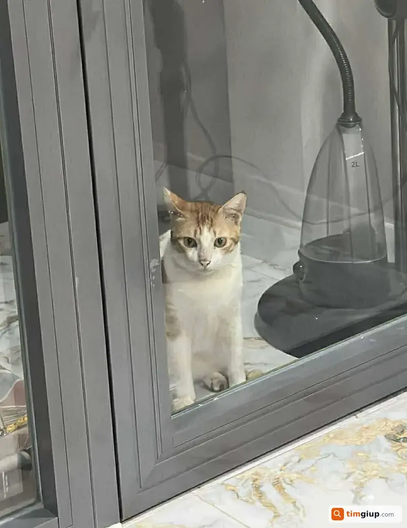 Tìm mèo ta tên Meo Meo (Hitlu) bị lạc tại Quận 7, TP.HCM