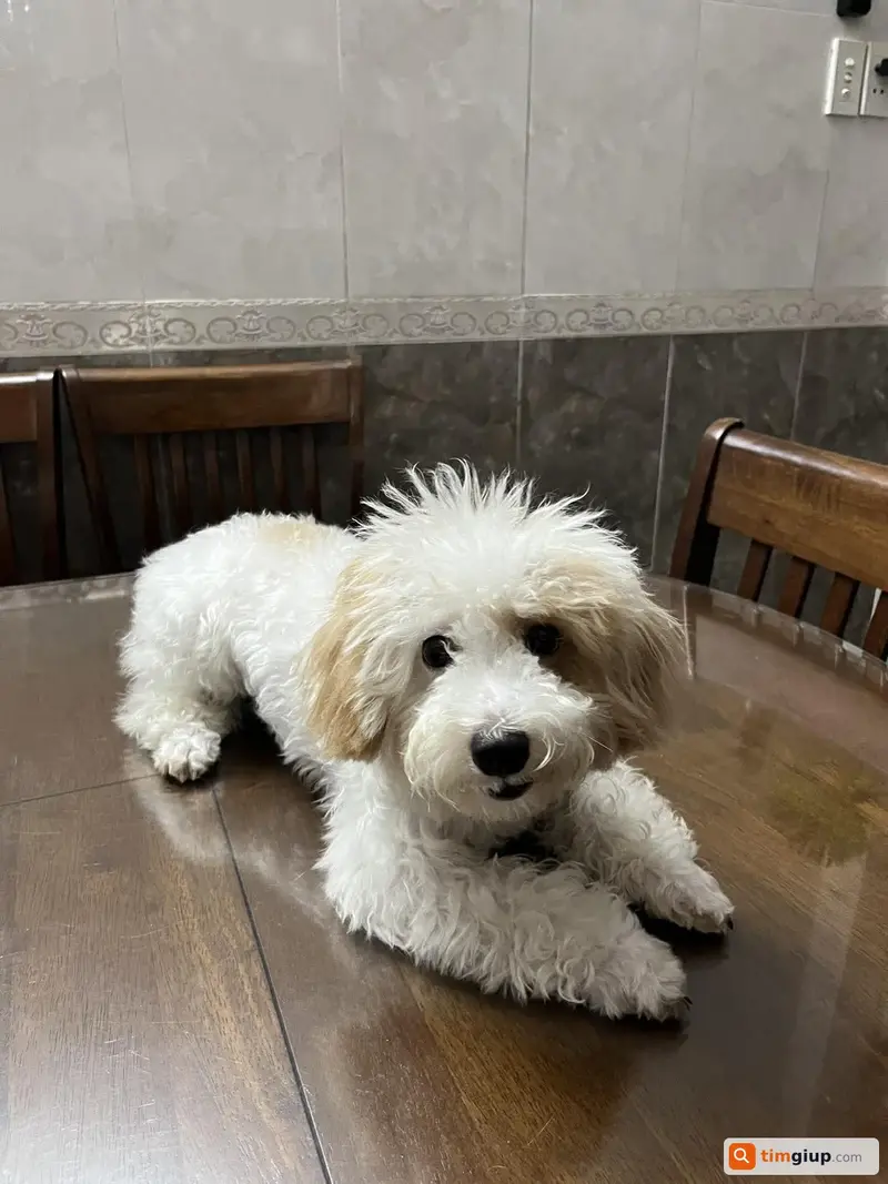 Tìm chú chó Poodle tên Bơ thất lạc tại Quận 10, TP. Hồ Chí Minh