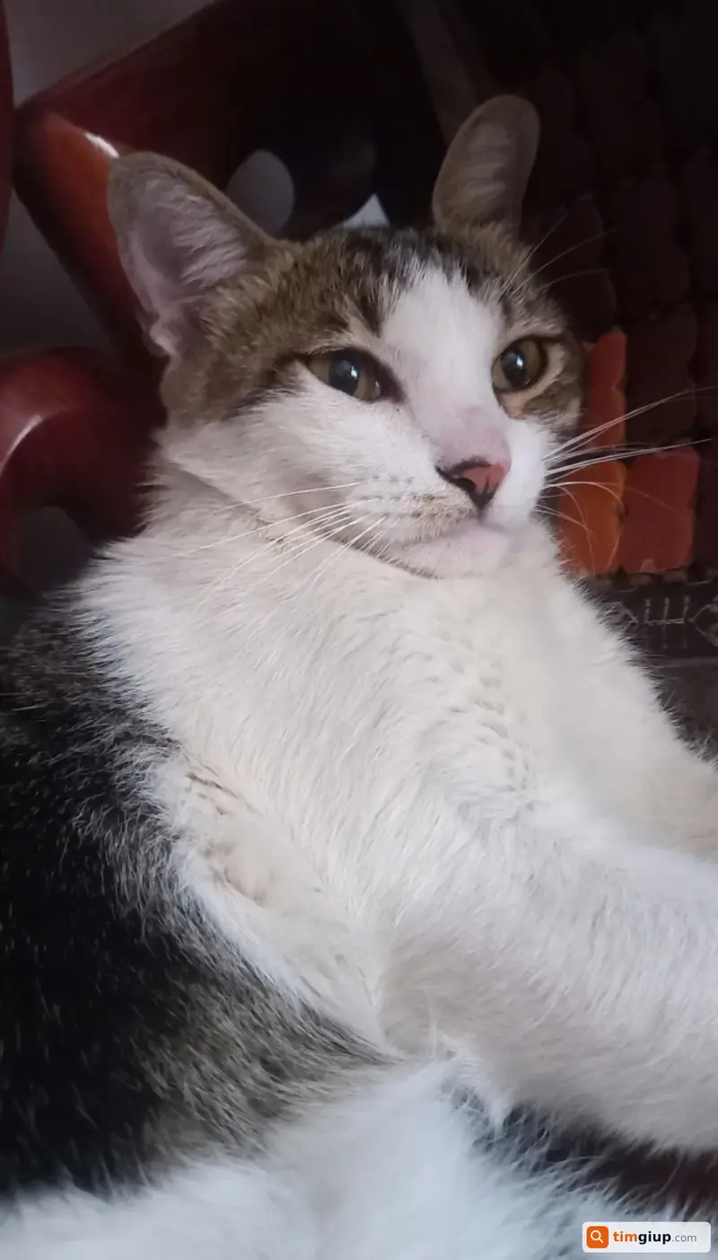 Tìm mèo lạc tên Mi tại khu vực đường sông Nhuệ, Hà Nội