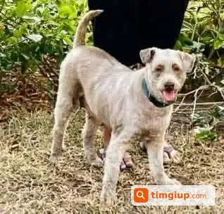 Chó Cái 20kg Thất Lạc Tại Kênh Tân Hoá, Tân Phú