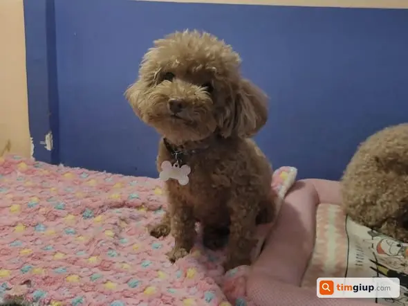 Tìm chó Poodle cái tên Tun lạc tại Minh Khai, Hà Nội