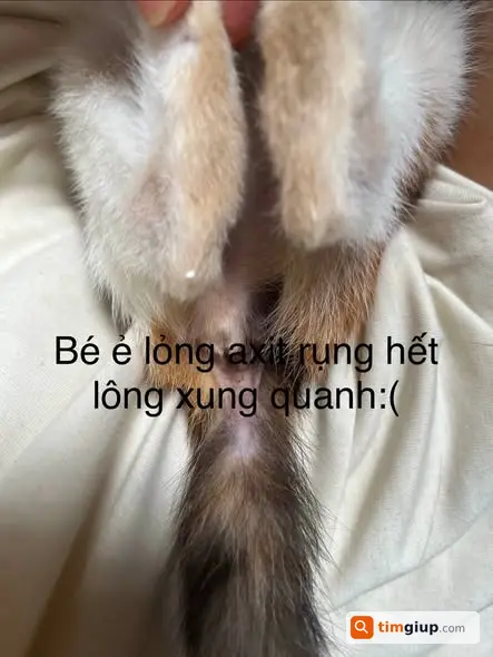 Ảnh 4