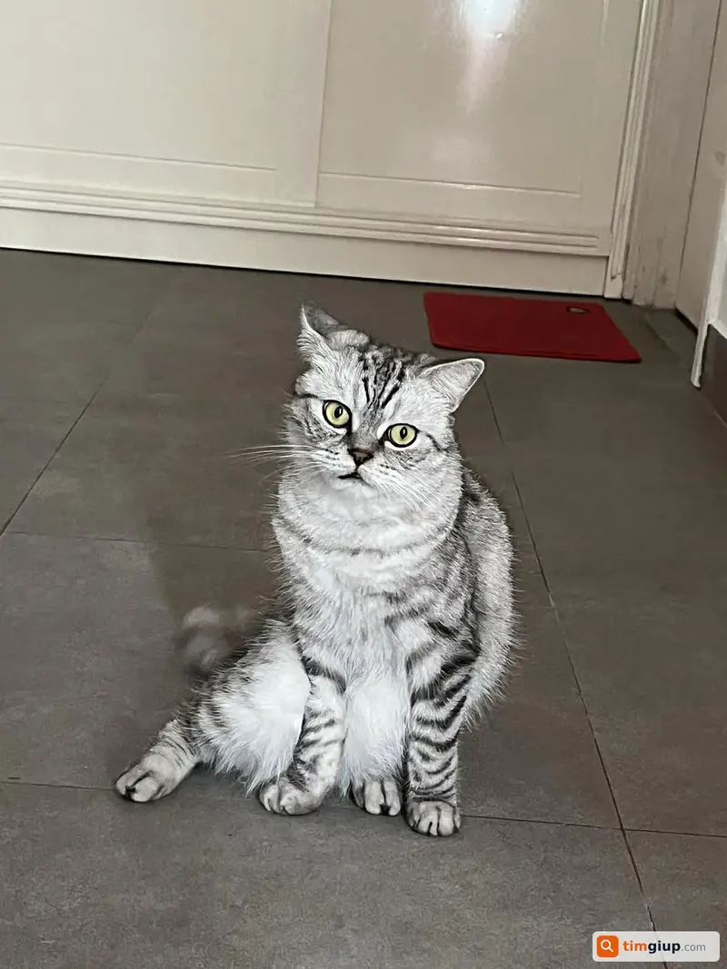 Tìm mèo Anh lông ngắn tên Lucky thất lạc tại Biên Hòa, Đồng Nai