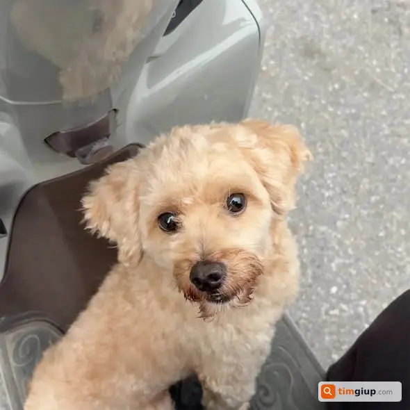 Tìm Chó Thất Lạc Poodle Vàng Nhạt Tên Cáo Tại Trương Định, Hà Nội