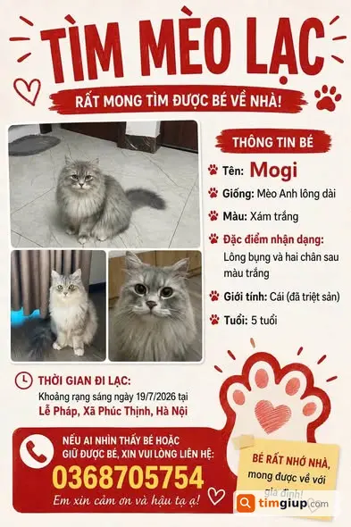 Tìm Mèo Anh Lông Dài Mogi Thất Lạc Tại Phúc Thịnh, Hà Nội