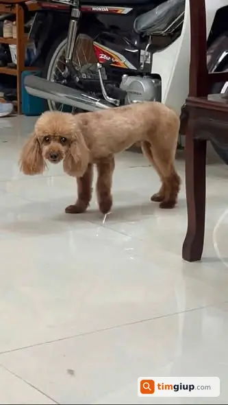 Tìm Chó Nem Thất Lạc Tại Phú Thọ Hòa, Quận Tân Phú