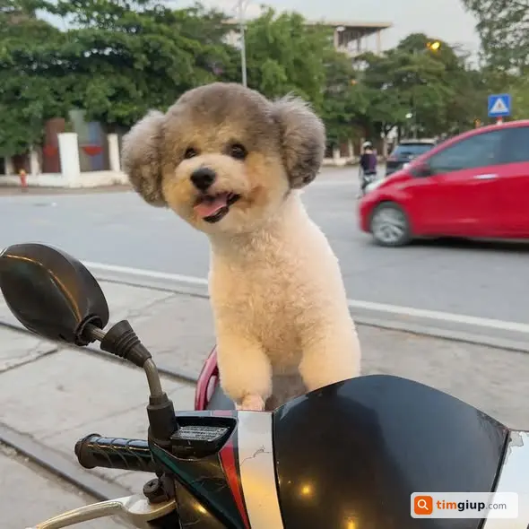 Tìm chó Poodle đực 3,5kg lạc tại Thượng Thanh, Long Biên