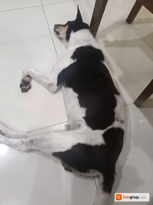 Tìm Chó Ta Tên Sữa Thất Lạc Tại Hòa Liên 4