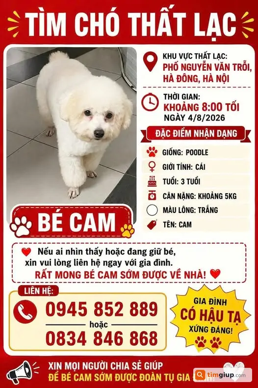 Tìm Chó Poodle Trắng Tên Cam Thất Lạc Tại Hà Đông, Hà Nội