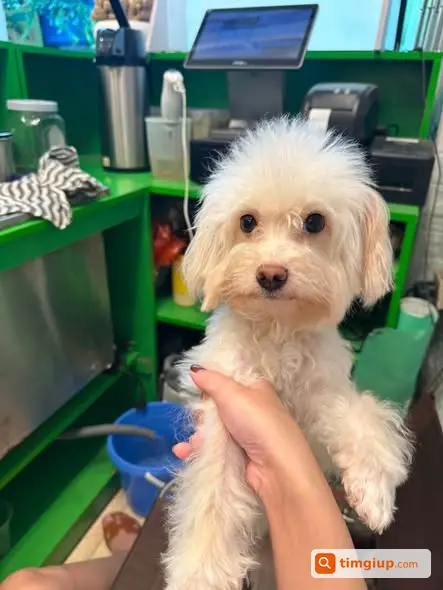 Tìm Chó Poodle Trắng Tên Mít Thất Lạc Tại Hồng Mai