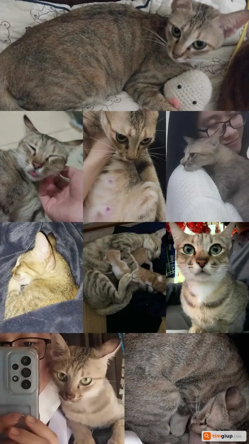 Tìm mèo lạc tên Pao tại Hưng Yên