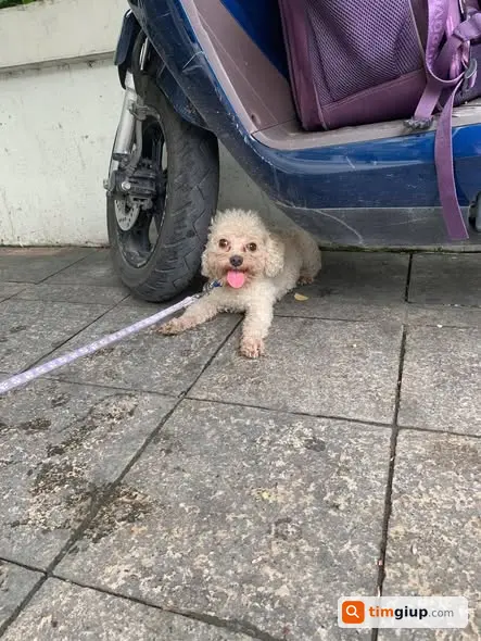 Tìm chủ cho bé cún lạc khu vực Mễ Trì, Nam Từ Liêm