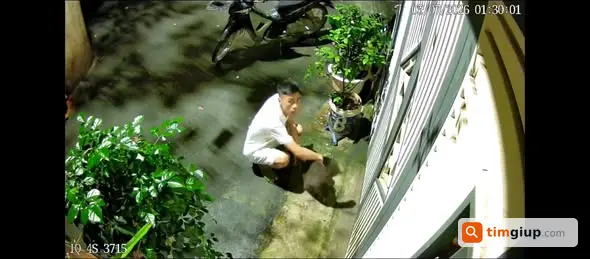 Tìm Mèo Tây Thất Lạc Bị Bắt Trộm Tại Tây Mỗ, Hà Nội