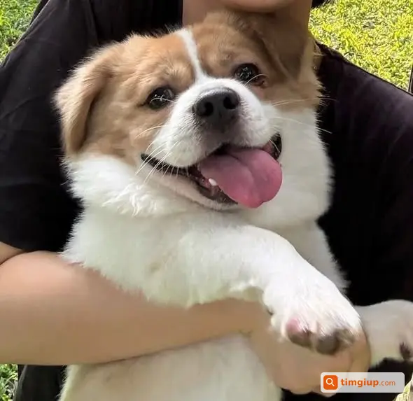 Chó Bắc Kinh Lai Nhật Tên Lạc Thất Lạc Tại Thành Công, Hà Nội