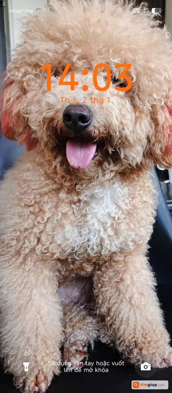 Tìm chó Poodle tên Bắp lạc tại Lakeview City, TP.HCM