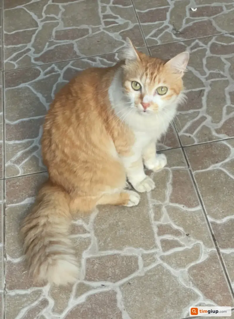 Tìm mèo cam tên Trứng thất lạc tại KĐT Văn Phú, Hà Đông