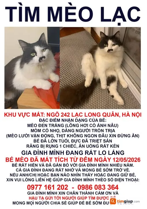 Tìm mèo đen trắng lớn tuổi lạc tại Lạc Long Quân, Hà Nội