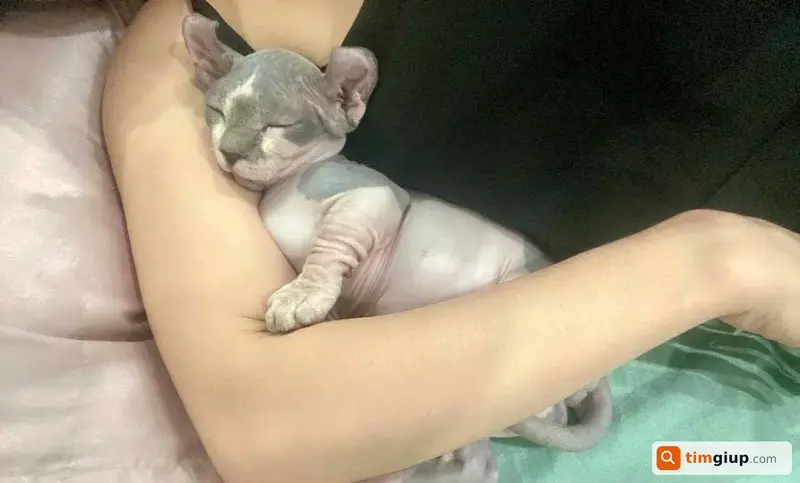 Tìm mèo tên Xíu bị lạc tại Thủ Đức, TP.HCM