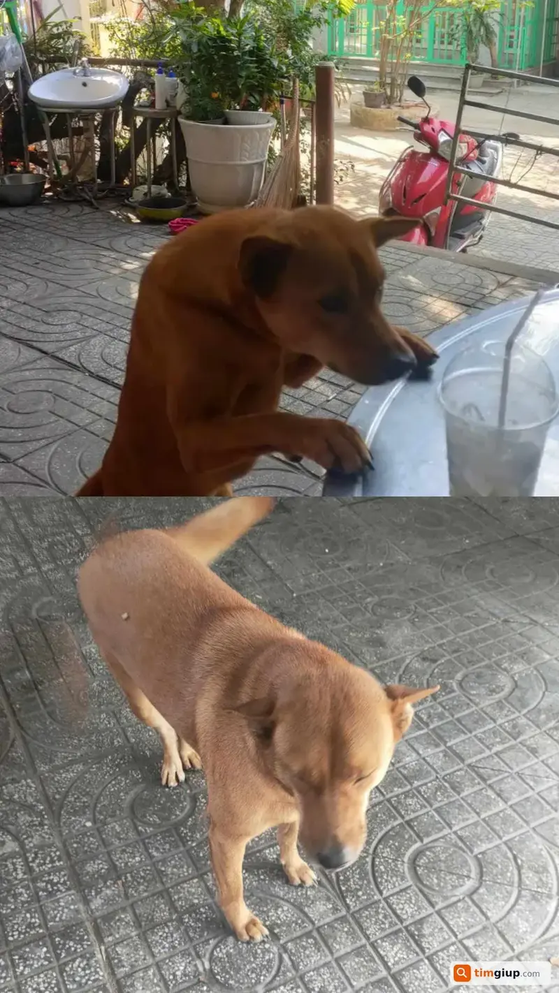 Tìm bé chó cỏ tên Shi thất lạc tại Thủ Đức, TP.HCM