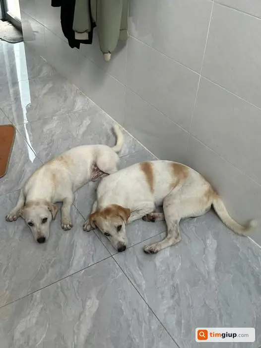 Tìm 2 chó màu trắng kem thất lạc tại đường Thị Trấn Tân Hiệp