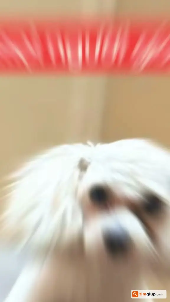 Tìm Chó Poodle Đôla Thất Lạc Tại Văn Quán, Hà Đông