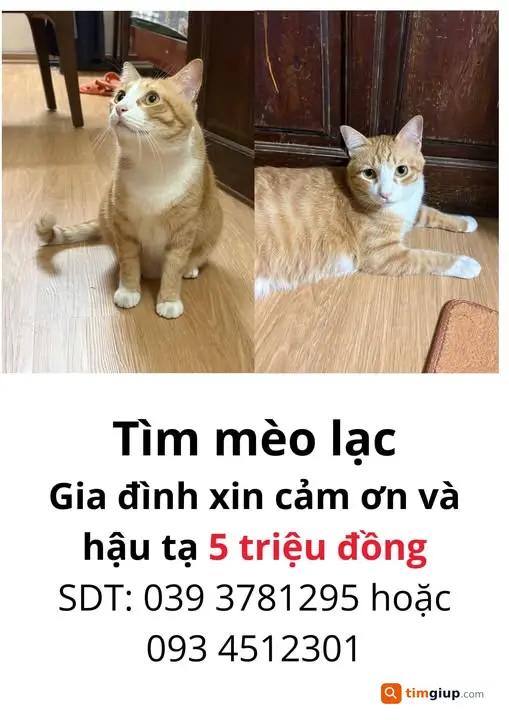 Tìm Mèo Thất Lạc Tên Lạc Tại Khu Vực Cảm Hội, Lò Đúc