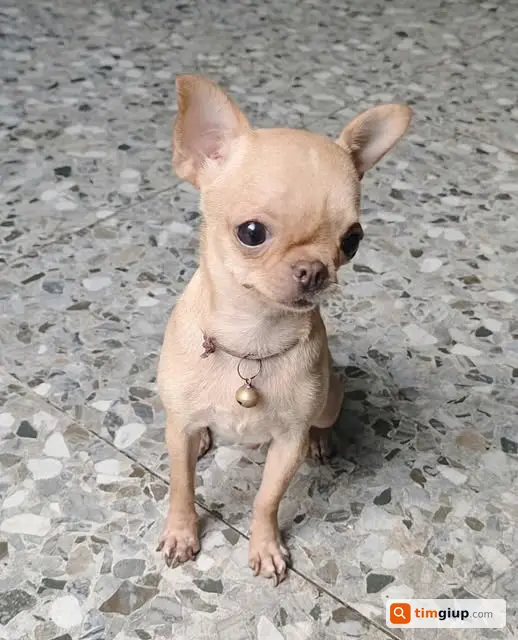 Tìm chó Chihuahua nâu nhạt 2kg lạc cổng chợ Tân Bình, TP.HCM