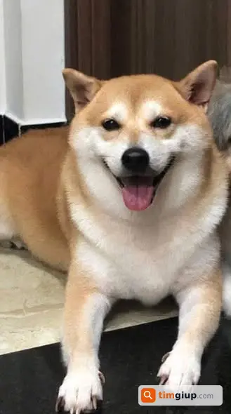Tìm chó Shiba vàng thất lạc gần trường Tô Ngọc Vân, Quận 12