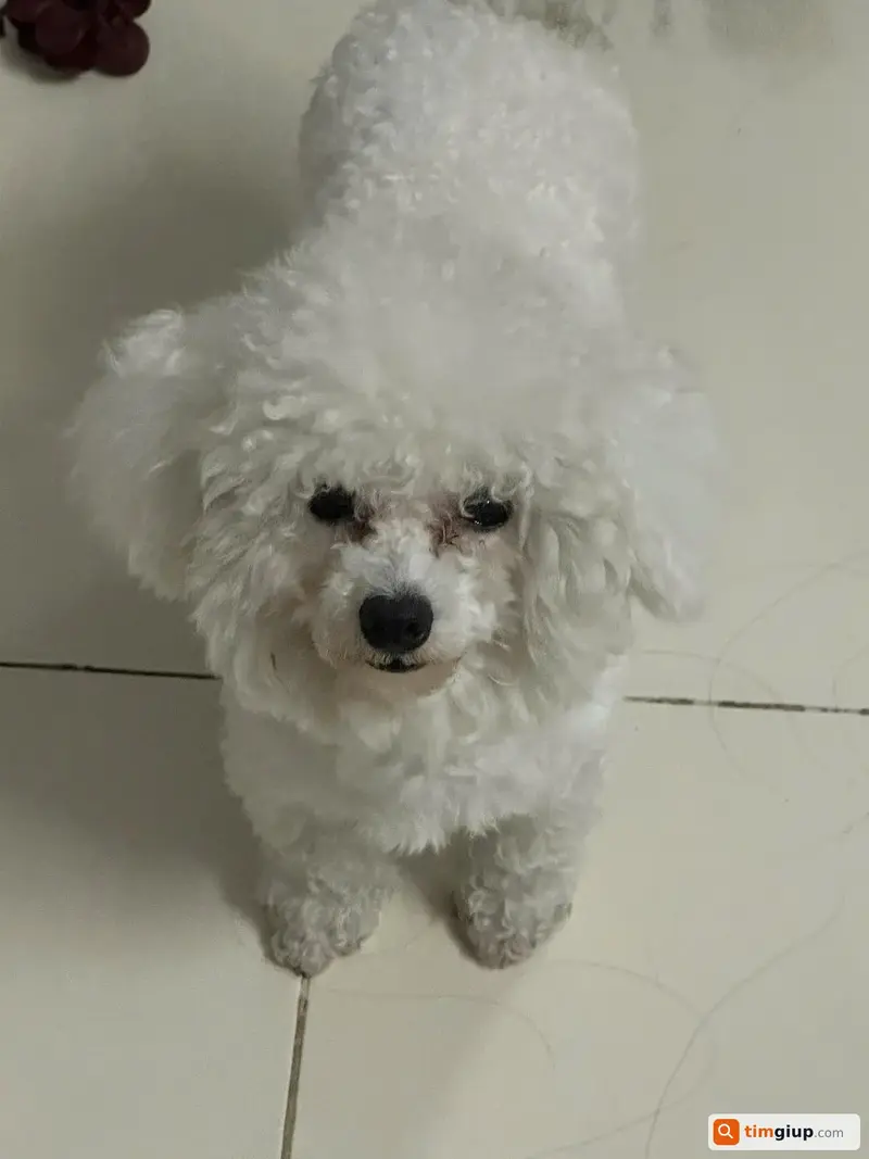 Tìm bé chó Poodle tên Thỏ bị lạc tại Quận Gò Vấp, TP.HCM