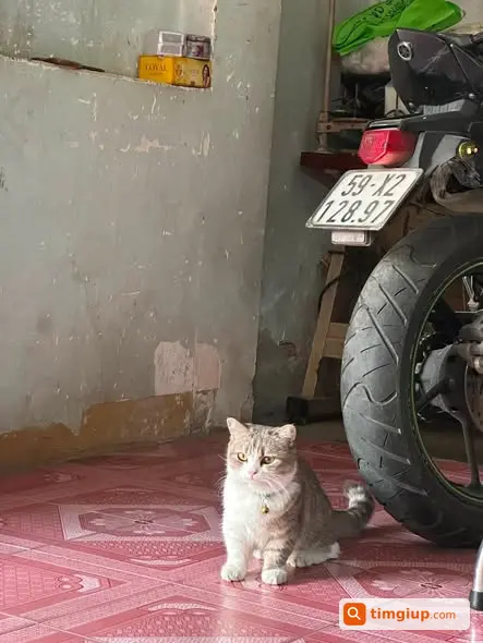 Mèo Cái Tên Cá Thất Lạc Tại Nguyễn Văn Tăng, Quận 9