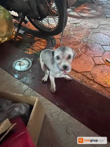 Nhặt Được Chó Đi Lạc Khu Vực Đình Mai Động, Minh Khai