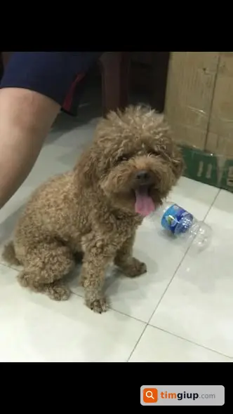 Tìm chó Poodle Tiny màu nâu lạc tại Long Biên Hà Nội